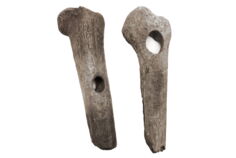 044_DE_BY_Staatssammlung_Pestenacker